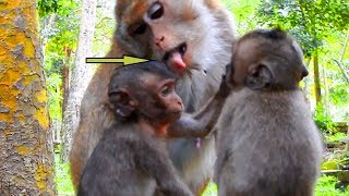 Amari Cleaning Up and Licking On Lori Head Wounded| Baby Lori Feel Get Hurt On Wounded Point