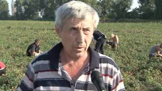 На полях сельскохозяйственной фирмы «Рустас» полным ходом идет сбор овощей