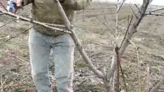 Обрезка персика
