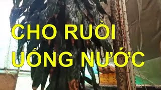RLĐ - Chăm Sóc Tưới Nước Cho Ruồi Lính Đen Uống Nước Hằng Ngày