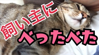 【衝撃】朝起きたら顔の上に猫がいた