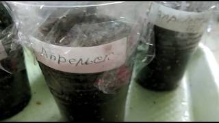 Пора высаживать комнатные огурцы!! Когда приступить к посеву??