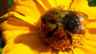 Save Our Bees.Before It'S Too Late