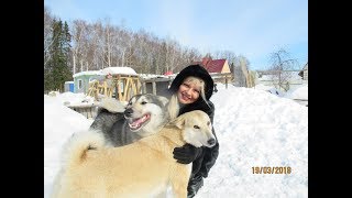 Родная сестра приехала к лайкам