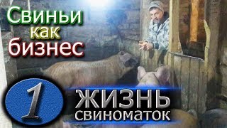 ОБЗОР СВИНОМАТОК