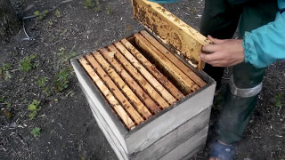 Канадская система пчеловождения