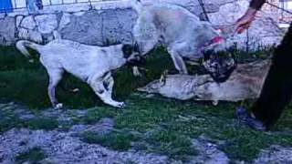 kangal jr panzer kurt boğma. wolf die . KANGAL DOG ANATOLİAN dog . KİNG PANZER . turkish dog