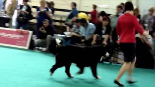 World Dog Show 2013 Budapest - Tulipanos Berni Kennel