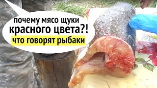 О цвете мяса рыбы [что говорят якуты!!!]