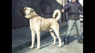 KANGAL vs CAUCASIAN Dog vs SARPLANINAC
