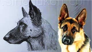 Как нарисовать ОВЧАРКУ КАРАНДАШОМ! Учимся рисовать  ОВЧАРКУ  Карандашом! Как Научиться РИСОВАТЬ
