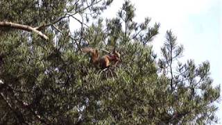 Squirrel eating pine cones / Orav närib käbijuppi