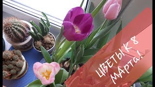 Выгонка тюльпанов к 8 марта от Посадки до Цветения@