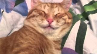 Кот Улыбака - лучшие приколы 2013 за неделю