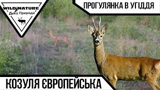 Козуля європейська. Прогулянка в угіддя