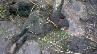 жесть, я в шоке!!!крысы убили моих кроликов