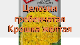 Целозия гребенчатая Коралловый сад ? обзор: как сажать, семена целозии Коралловый сад