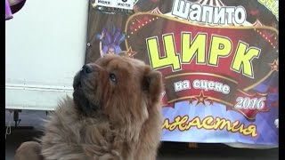 В Кимры приехал цирк-шапито "Династия"