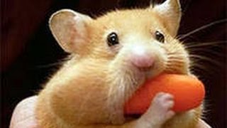 Приколы! Очень опасное животное! Ужас!! Оч смешно!!))