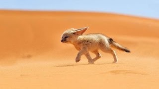 #1142. Лисы (В мире животных)