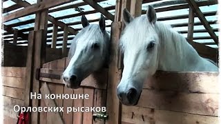 145 На конюшне ОРЛОВСКИХ РЫСАКОВ | Парк Сокольники | Sokolniki Park |