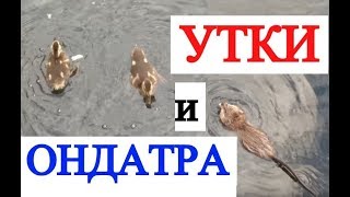 УТКИ и ОНДАТРА едят Хлеб (утята кряквы видео)