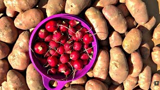 ЛЕТНЯЯ РЕДИСКА. Уборка РАННЕГО КАРТОФЕЛЯ.