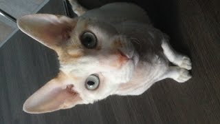 Кот классно танцует!!!