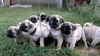 Pug puppy.ВОСЕМЬ БЛИЗНЕЦОВ -  ЗАБАВНЫЕ МОРДАШКИ. Щенки МОПСА. Odessa.