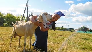 ЗАБОЛЕЛА КОЗА! АПТЕЧКА ПЕРВОЙ ПОМОЩИ. ОПРЕДЕЛЕНИЕ ОТЫ У КОЗЫ. НУБИЙСКИЕ КОЗЫ