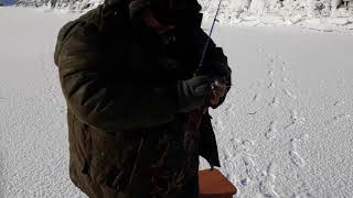 Зимняя рыбалка - окунь на балансир. Саяно-Шушенская ГЭС. Январь 2018 года.