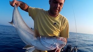Slow pitch jigging amberjack