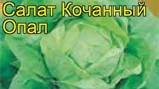 Салат кочанный Опал. Краткий обзор, описание характеристик, где купить семена Opal