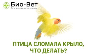 Птица сломала крыло, что делать? Травмы крыльев у попугаев