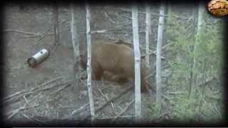 Охота с арбалетом и луком. Часть 2