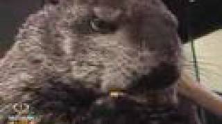Munch Cam - Wendy the Woodchuck