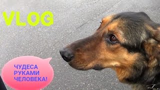 ДОБРЫЕ ДЕЛА РУКАМИ ЧЕЛОВЕКА! КИЕВ СПАСЕНИЕ, БОЛЬШОЙ СОБАКА - УЧИТЬСЯ ХОДИТЬ! ШОКОВАЯ ВИДЕО! Челендж!