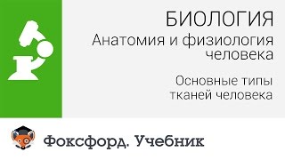 Анатомия и физиология человека: Основные типы тканей человека. Центр онлайн-обучения «Фоксфорд»