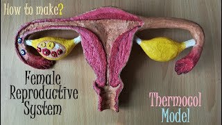 Making Female Reproductive System Model