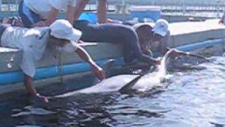 How to give a dolphin a checkup