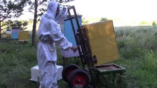 Объединяю пчелосемьи