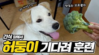 허둥이가 좋아하는 브로콜리 주고서 기다려 훈련을 하면 어떤 반응을 보일까요?!