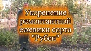Укоренение ремонтантной ежевики сорта Рубен