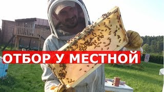 Мёд есть! пчеловодство в Сибири сезон 2018