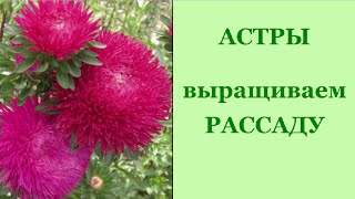Астра. Как вырастить рассаду. В самокрутке без земли.