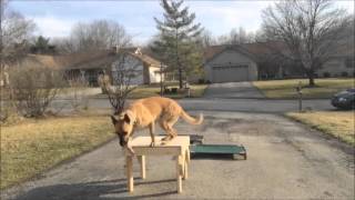 German Shepherd ACE's board & train transformation: Indianapolis Dog Trainers Off Leash K9