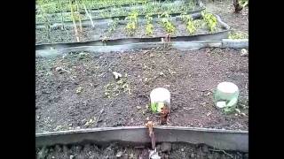 Прививка бахчевых, тыква и огурец.