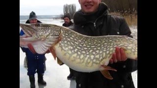 жерлица