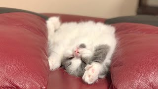 枕にしても怒らないもふもふの子猫がかわいい