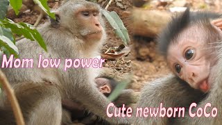 Mom CatCat exhausted after breastfeeding so much to newborn baby CoCo,   CoCo look so cutest baby
